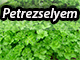 Petrezselyem